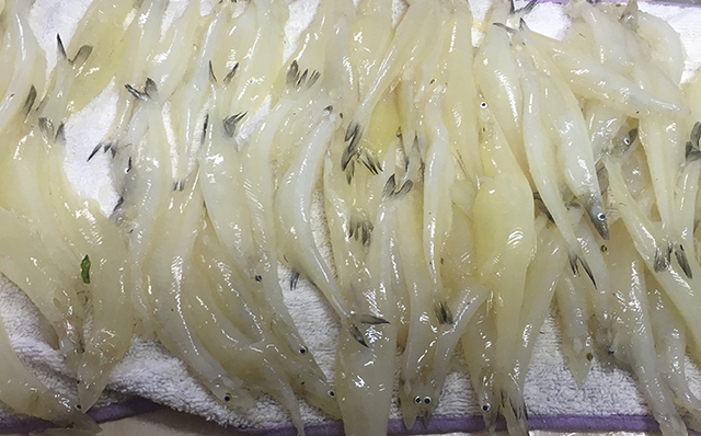 待取卵银鱼